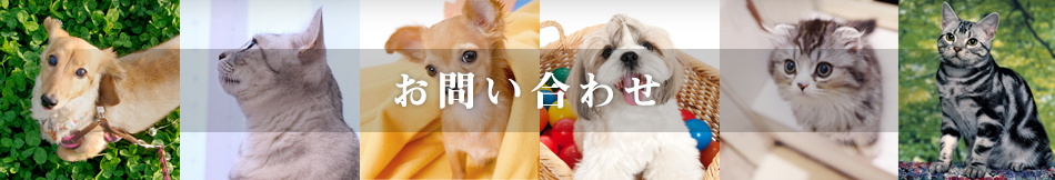 お問い合わせ