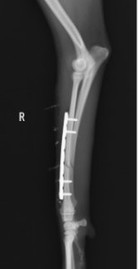 切り取り３右_01